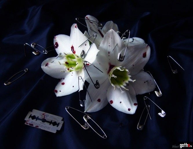 gallery_3078_36_100370.jpg
