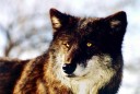 tn_gallery_11036_1202_14247.jpg